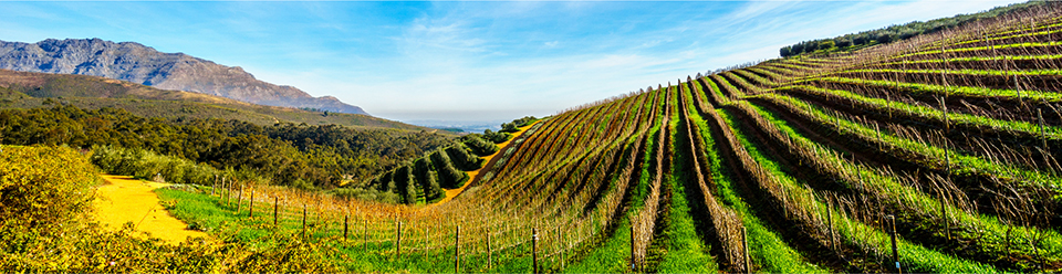 Scenic view of vineyards in the cape winelands